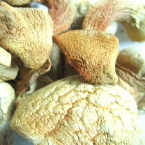  국내산 아가리쿠스버섯 500g